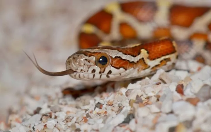 an orange and brown corn snake on pebbles with its tongue out