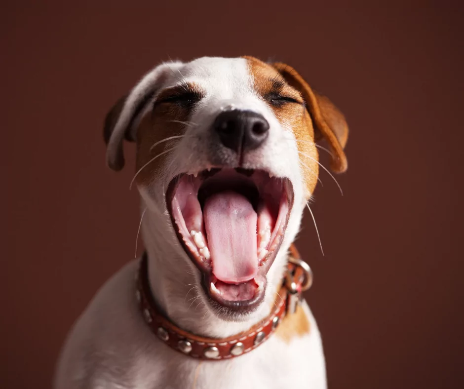 Jack Russel yawning with its eyes closed
