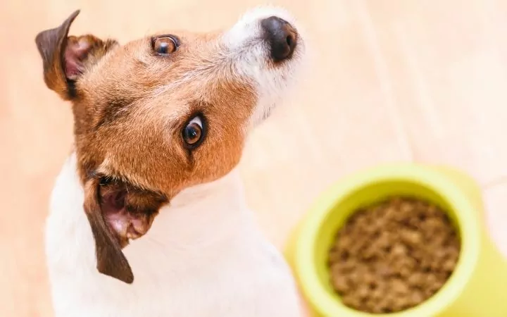 Dog eating dry dog food, Effective Dog Weight Loss Strategies - I Love Veterinary