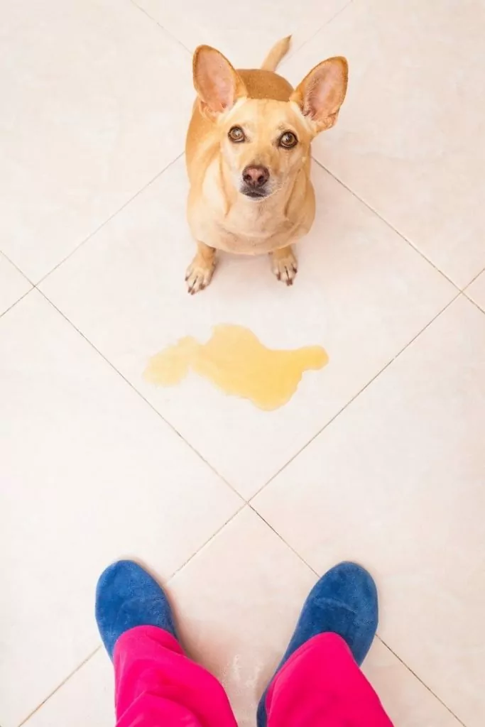 Dog pees at home, Dog Incontinence - I Love Veterinary
