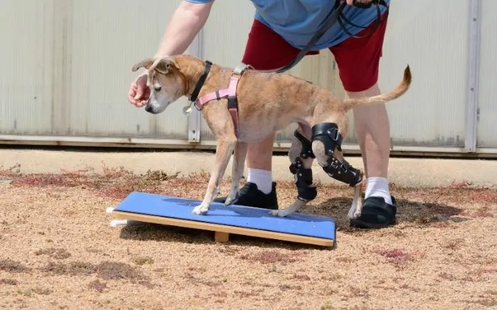 Dog rehabilitation exercise on rocker board - I Love Veterinary