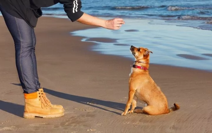 Woman training dog on the beach offering it a treat 