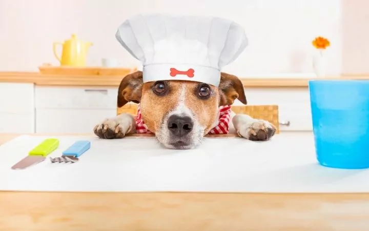 Dog with Chef hat in kitchen ready to cook some homemade dog food - I Love Veterinary