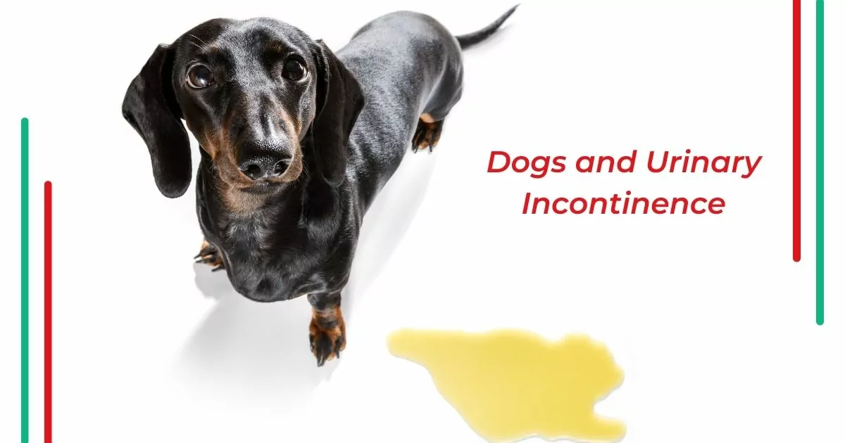 Dogs and Urinary Incontinence - I Love Veterinary