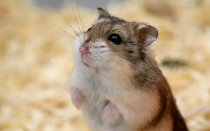 a dwarf hamster sitting on its hind legs