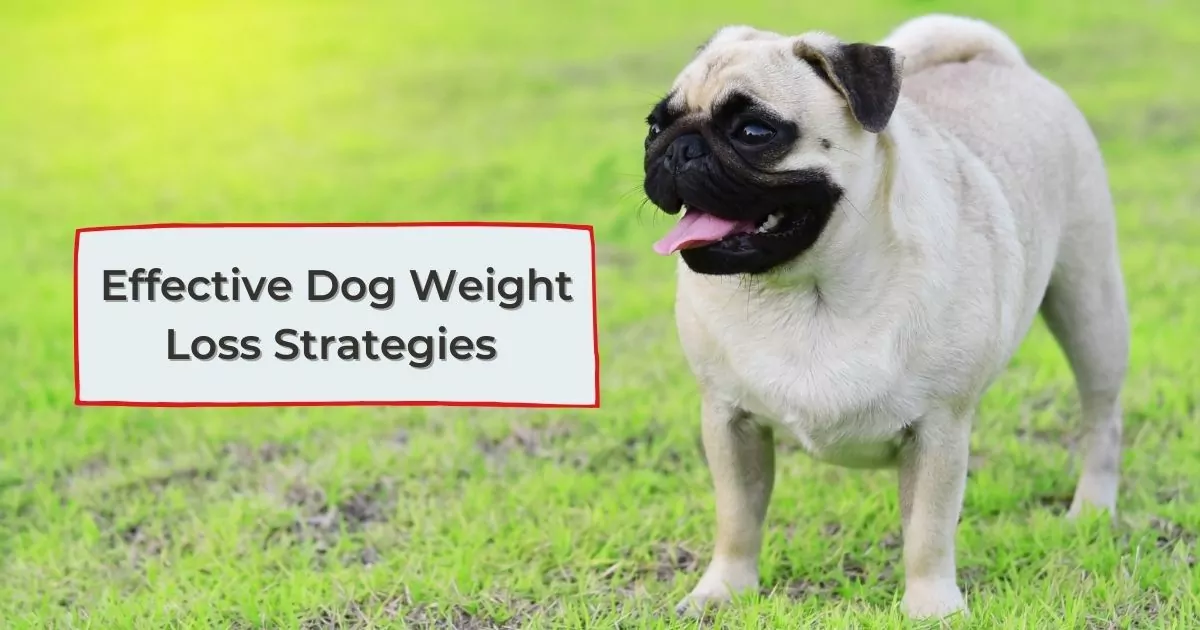 Effective Dog Weight Loss Strategies - I Love Veterinary
