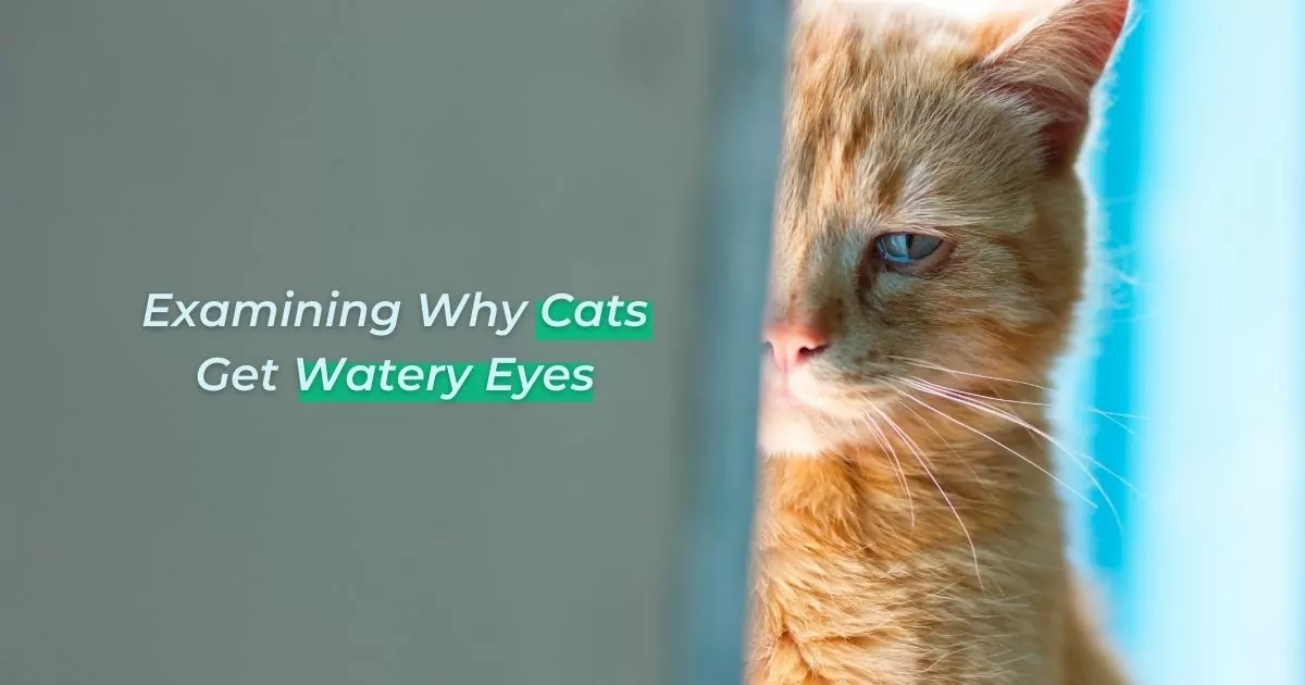 Examining Why Cats Get Watery Eyes - I Love Veterinary