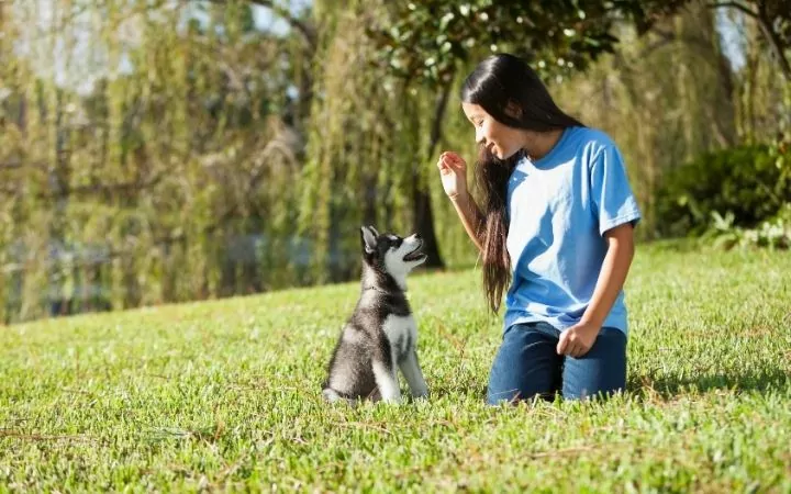 Girl training Husky puppy in park
