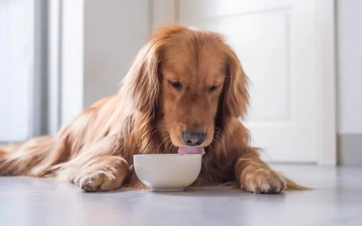 Golden retriever eating food in bowl, Effective Dog Weight Loss Strategies - I Love Veterinary