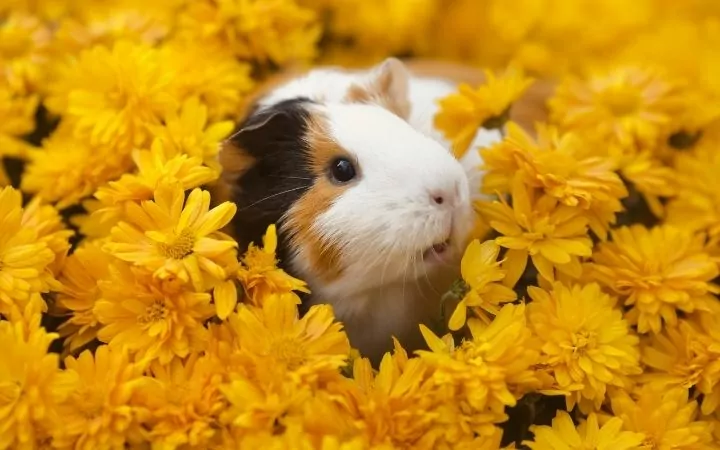 a black, white and brown guinea pig sitting in a field of yellow flowers