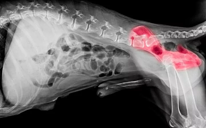 X-ray hip dysplasia in dog - I Love Veterinary