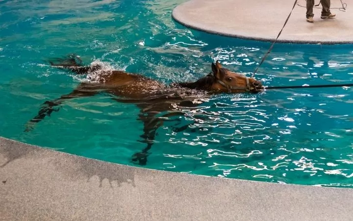 Horse pool rehab - I Love Veterinary