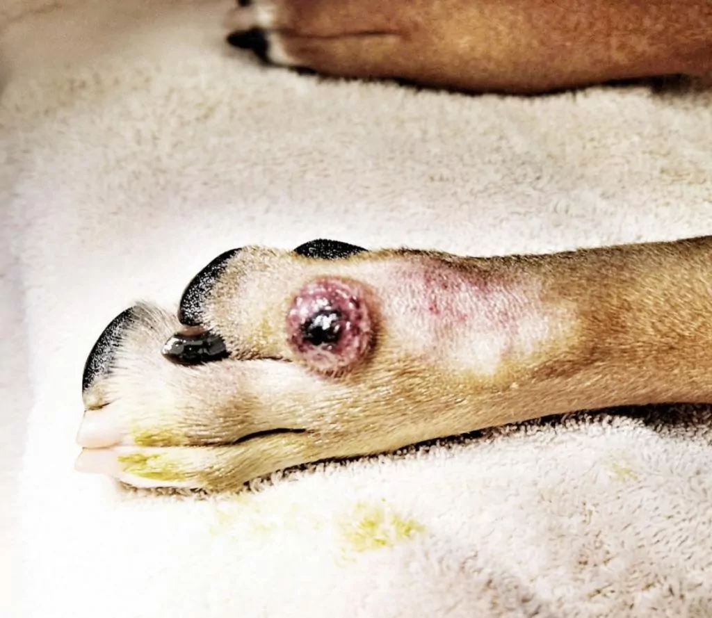 Dog's paw with histiocytoma, Canine Histiocytoma Complex - I Love Veterinary