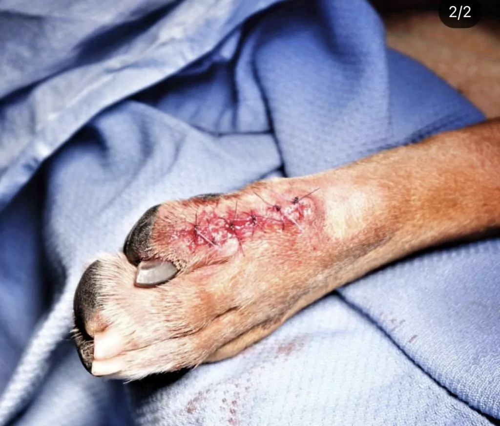 Post op picture of dog's paw, Canine Histiocytoma Complex - I Love Veterinary