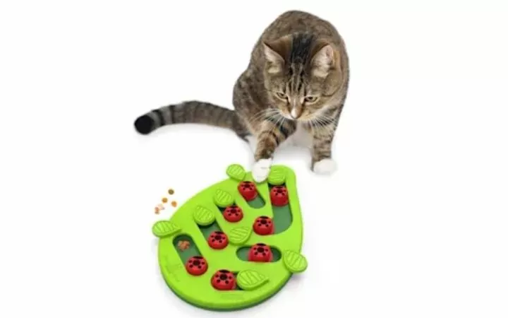 Petstages Green Buggin Out Puzzle & Play Interactive Cat Treat Toy, Petco's Top Rated Pet Toys - I Love Veterinary