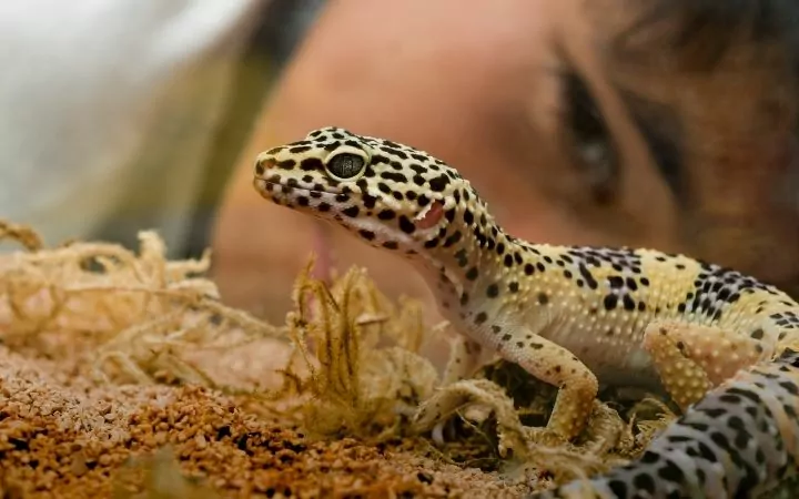 a black and yellow leopard gecko in a take with the face of a human in the background