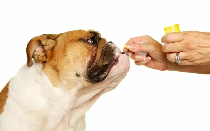 Giving English Bulldog a pill, Canine Panosteitis - I Love Veterinary