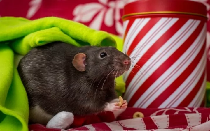 a black rat eating a cheerio siting on its hind legs on red and green cloths