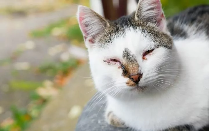 Street cat with conjunctivitis, Cat Watery Eyes - I Love Veterinary