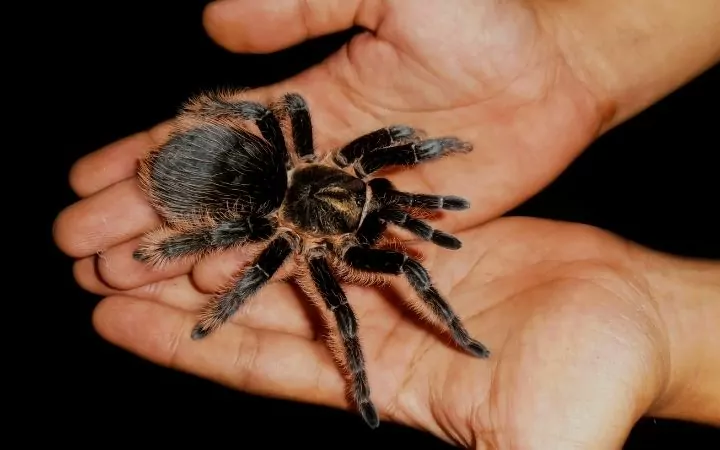 a black tarantula sitting on a humans open hands
