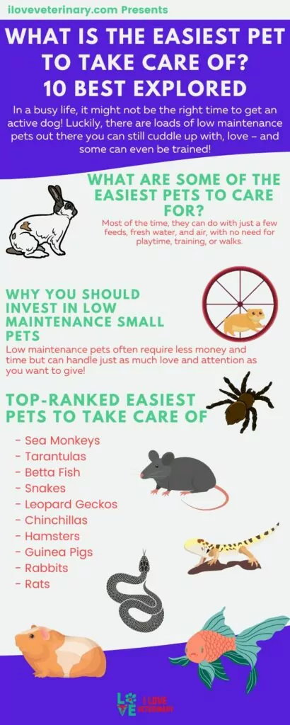 What is the Easiest Pet to Take Care Of? Inforgraphic from I Love Veterinary