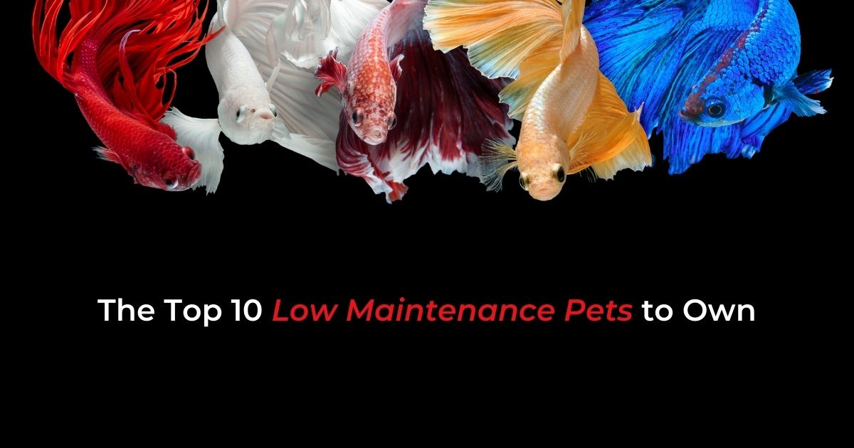 The Top 10 Low Maintenance Pets to Own - I Love Veterinary