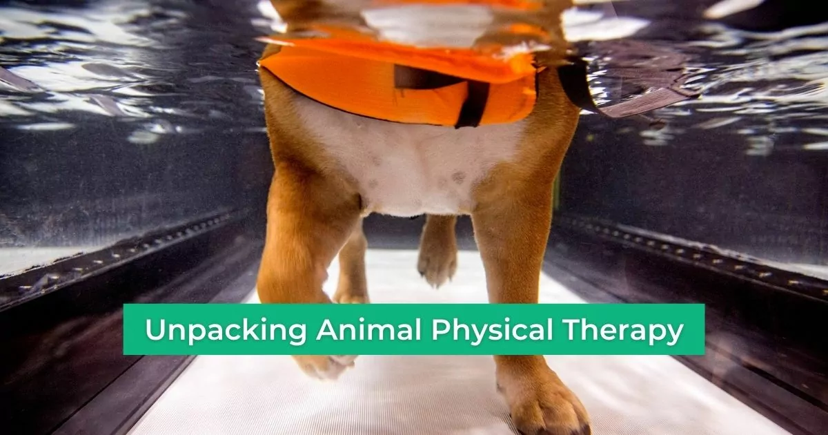 Unpacking Animal Physical Therapy - I Love Veterinary