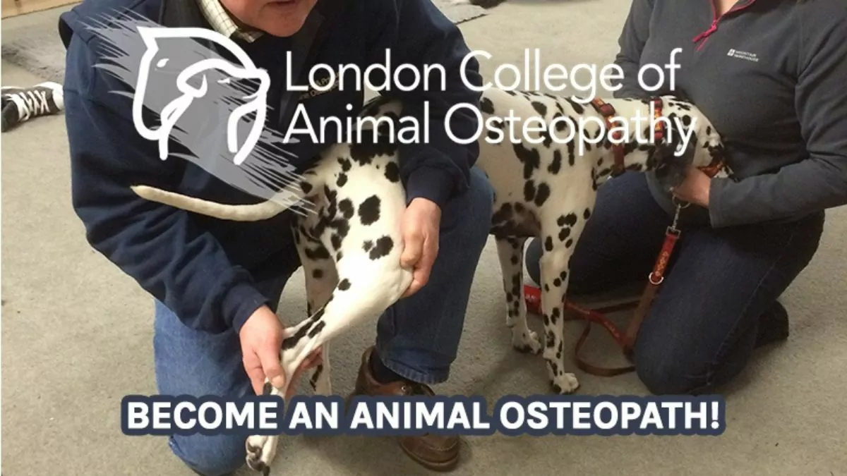 London College of animal osteopathy by I love veterinary