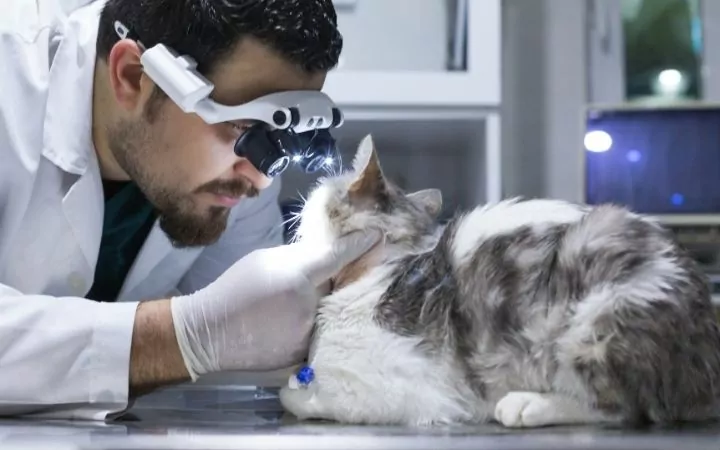Vet examining cat's retina, Head Pressing in Cats and Dogs - I Love Veterinary