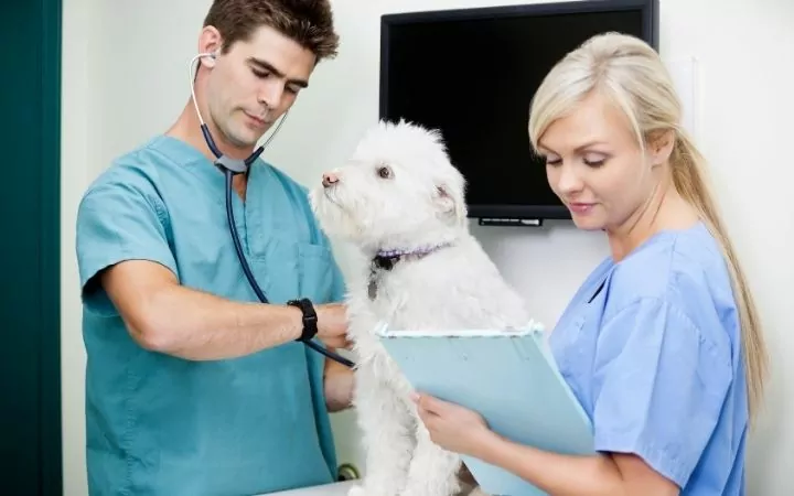 Vet tech and veterinarian examining a dog - I Love Veterinary