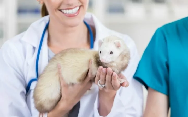 Smiling vet tech holding ferret in her hands - I Love Veterinary