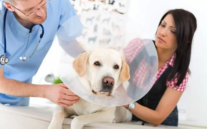 Vet with dog and owner, Pet Peeves From Our Readers - I Love Veterinary
