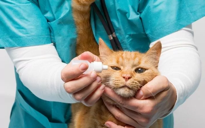Vet giving eye drops to cat, Cat Watery Eyes - I Love Veterinary