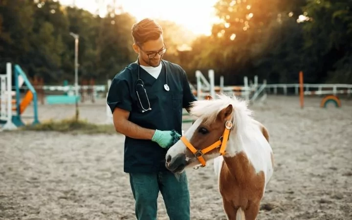 Veterinarian with pony horse - I Love Veterinary