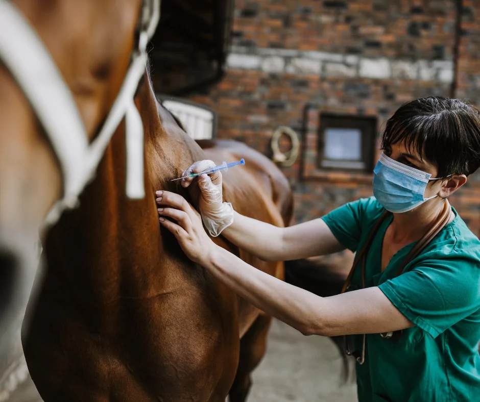 An Equine vet administering a vaccination to a racehorse