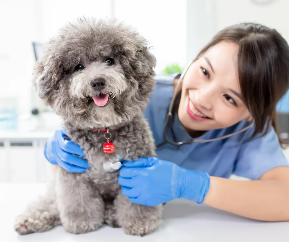 A female veterinarian performing a checkup on a dog