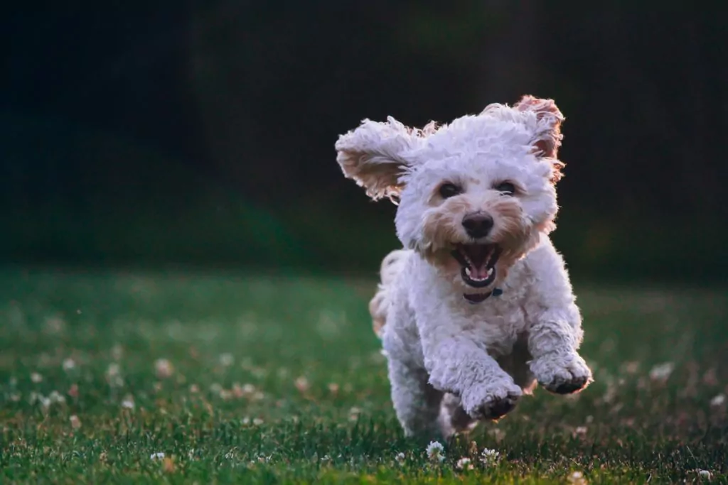 Happy dog running a in field