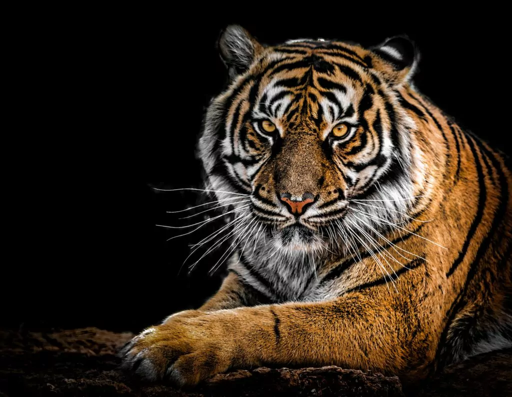 Beautiful tiger gazing with piecing eyes