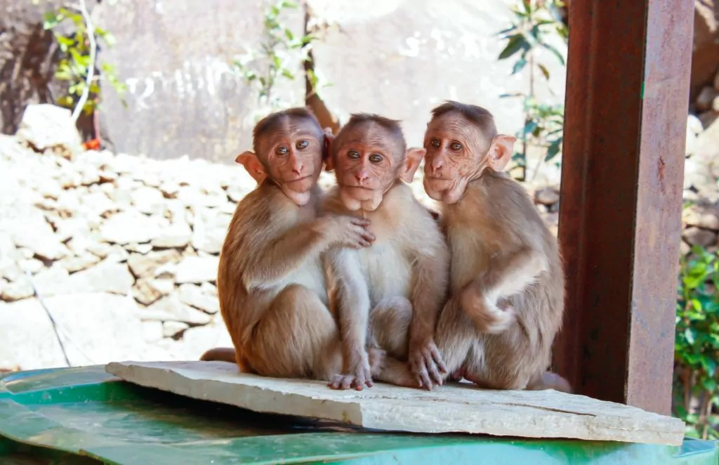 a group of monkeys in India