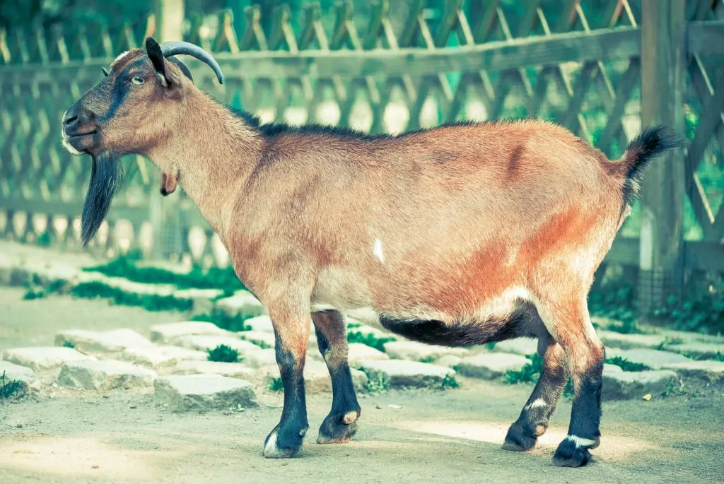 A goat walking 