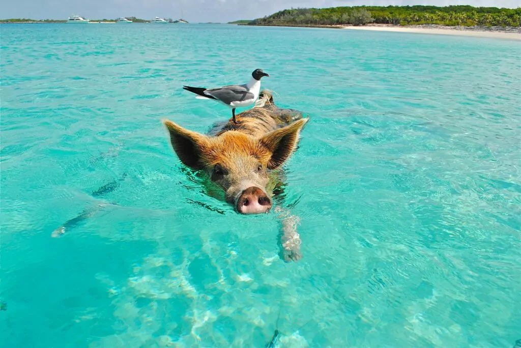 Pig swimming with a seagull hitching a ride on his back