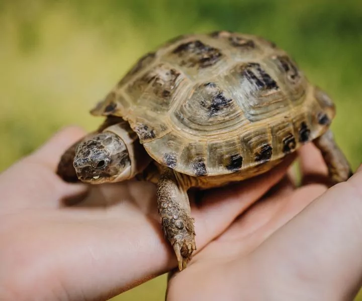 small tortoise in a humans hands