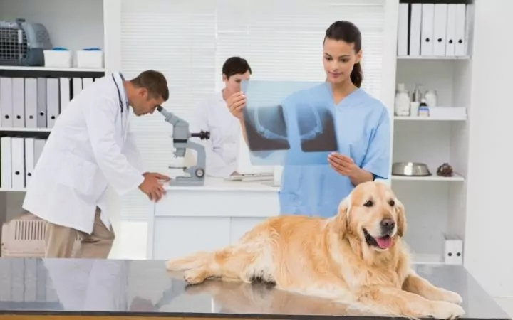 Vet examining dog's x-ray, Canine Panosteitis - I Love Veterianry