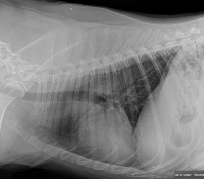 X-ray of normal dog’s lung, unaffected by Blastomycosis - I Love Veterinary