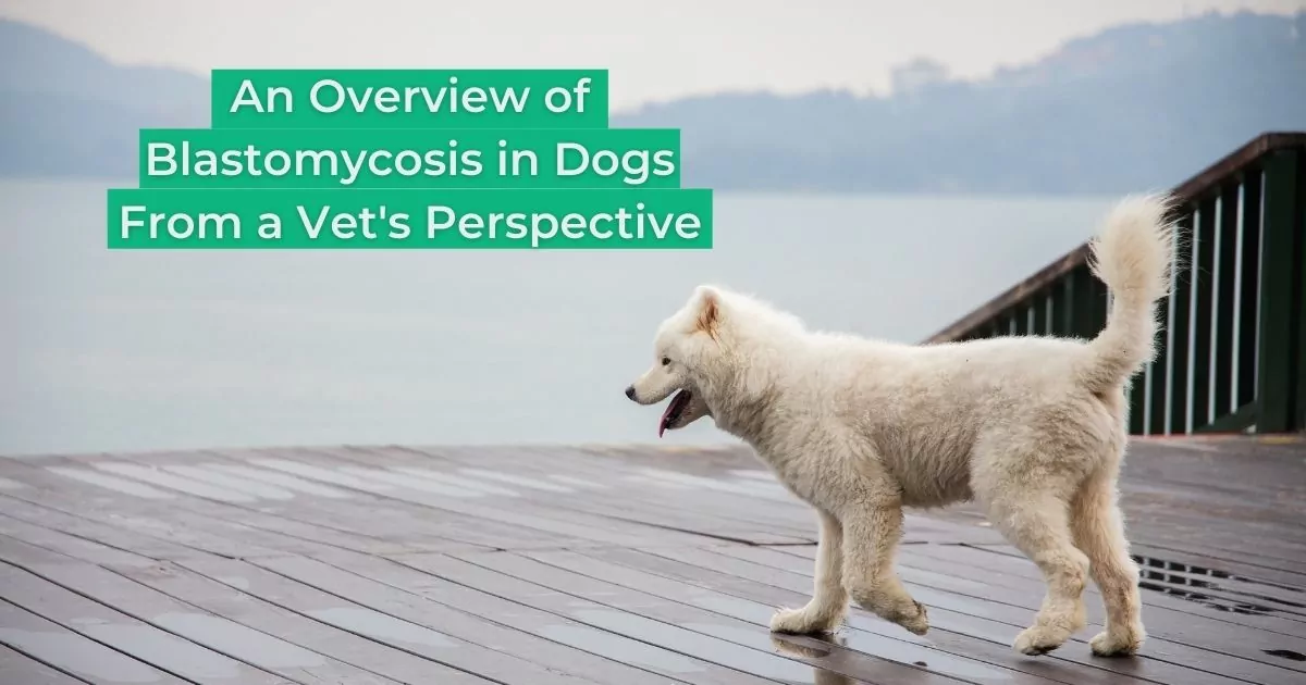 An Overview of Blastomycosis in Dogs From a Vet's Perspective - I Love Veterinary