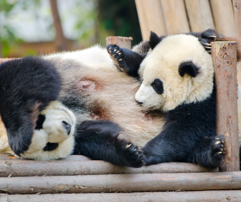 two pandas playing