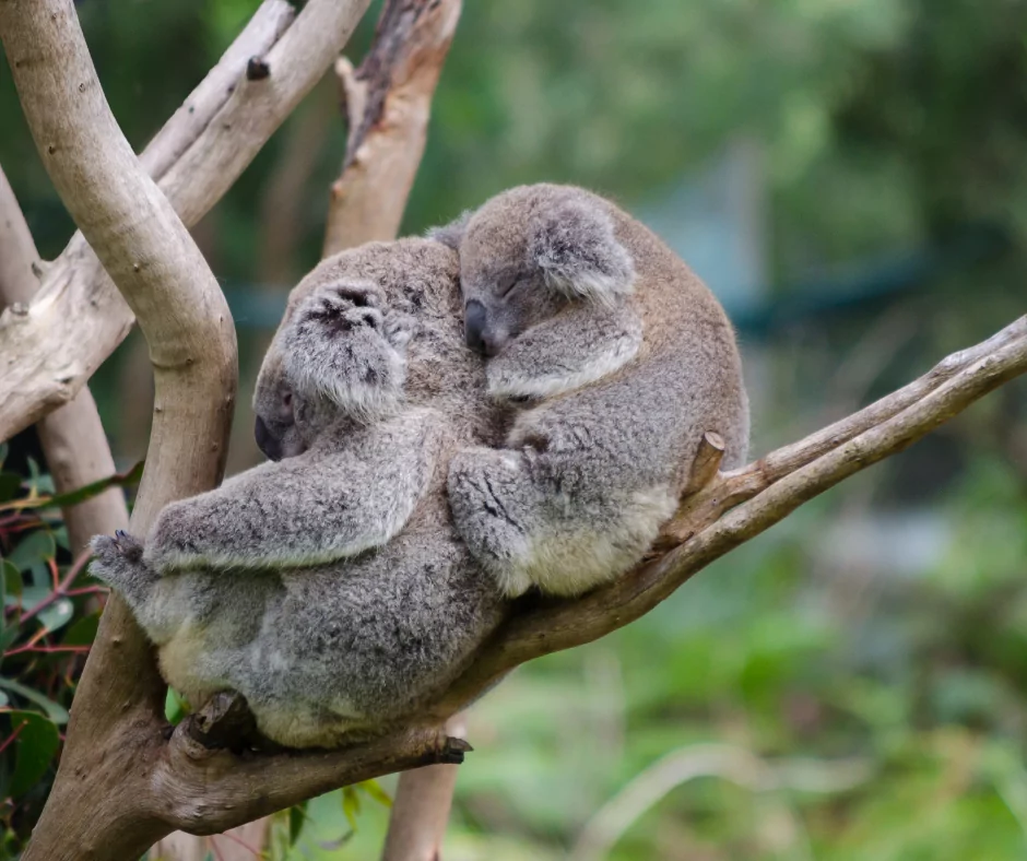 Panda mom and baby sleeping in a tree