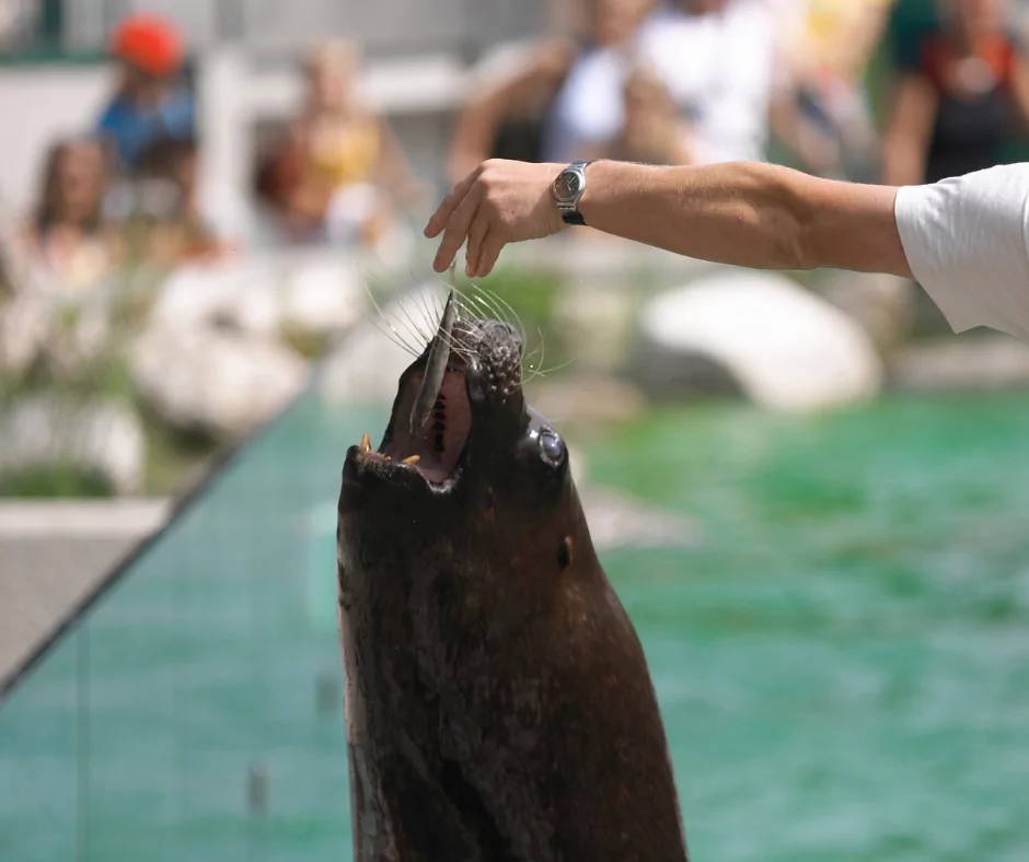 vet feed a seal a fish