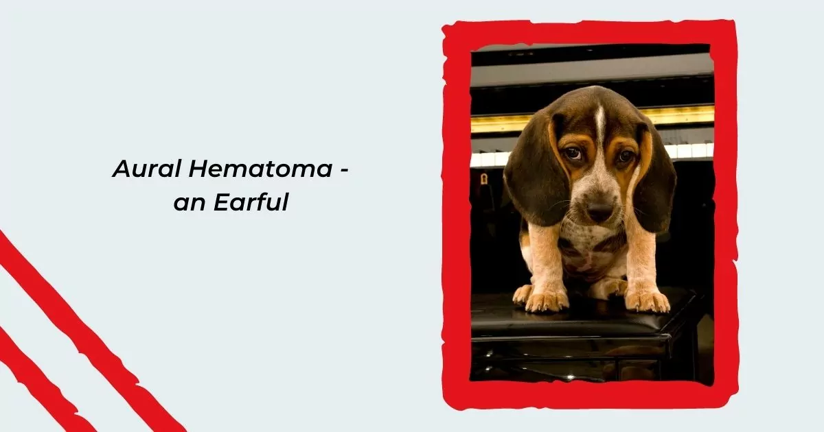 Aural Hematoma - an Earful - I Love Veterinary