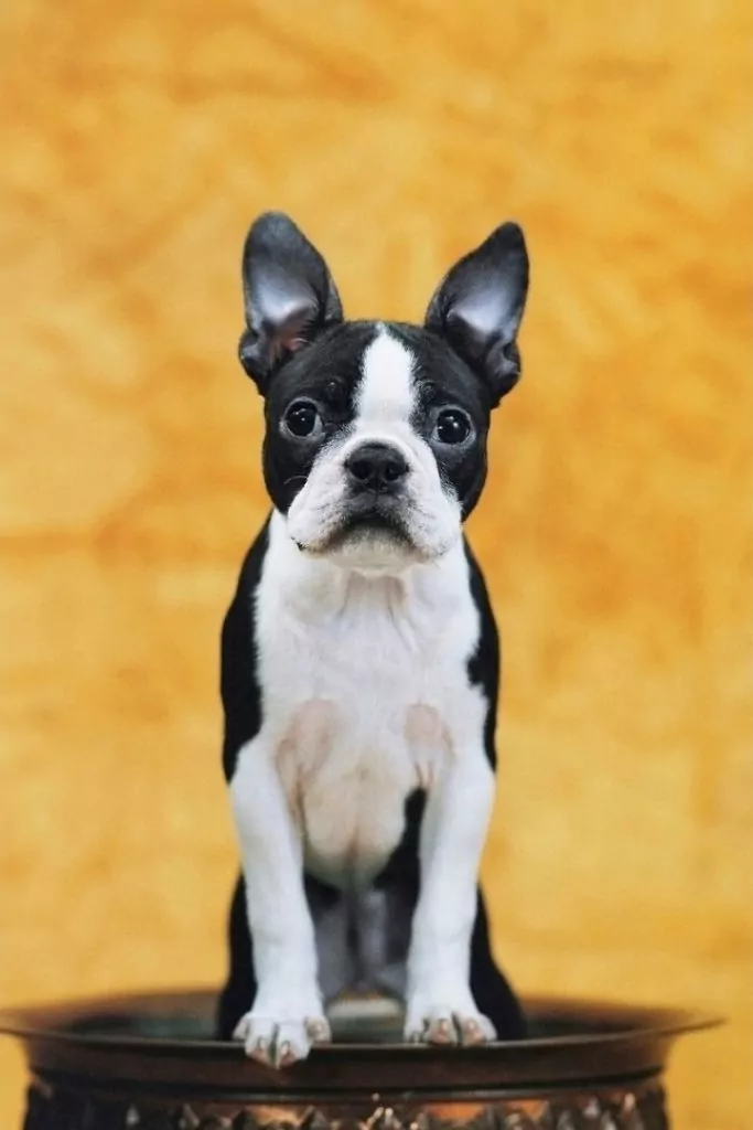 Boston terrier - I Love Veterinary